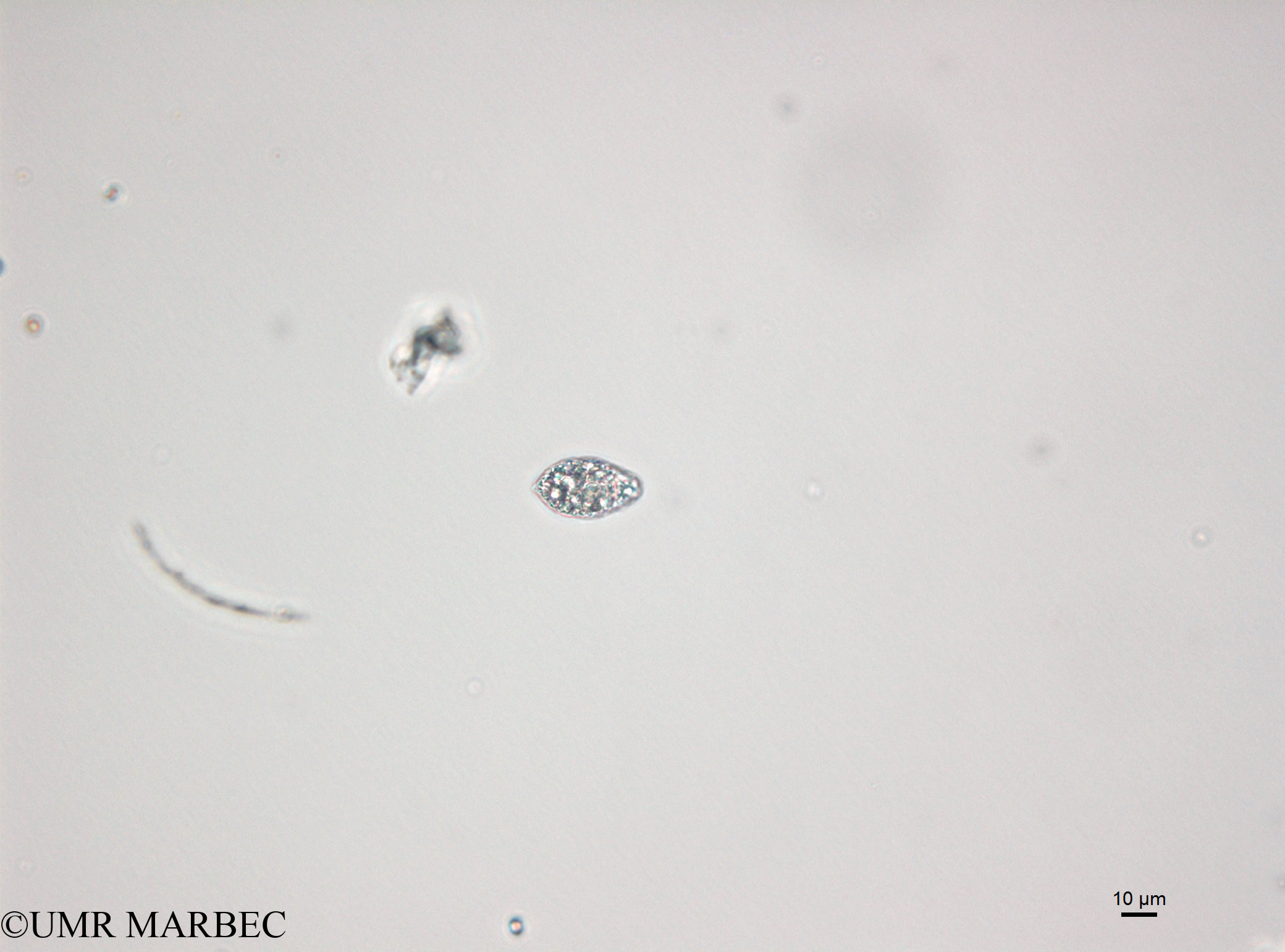 phyto/Bizerte/bizerte_bay/RISCO April 2014/Euglenoidea spp (150114_001_ovl -1)(copy).jpg